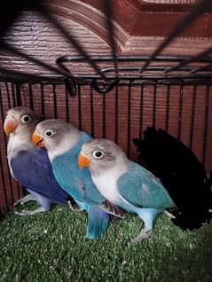 Blue fisher split opaline if male ficher lovebird opline love parrot 0