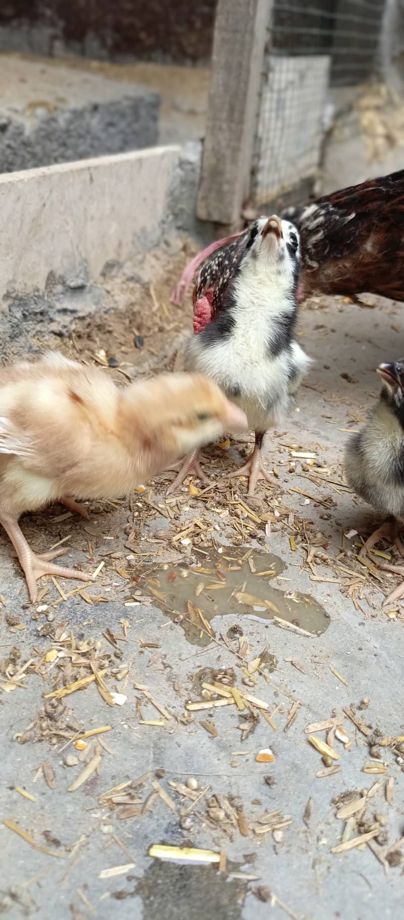 Heera chicks 3