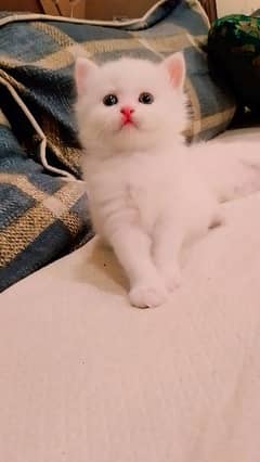 white persion cat with Grey eye cash on delivery contect (03497053453) 0