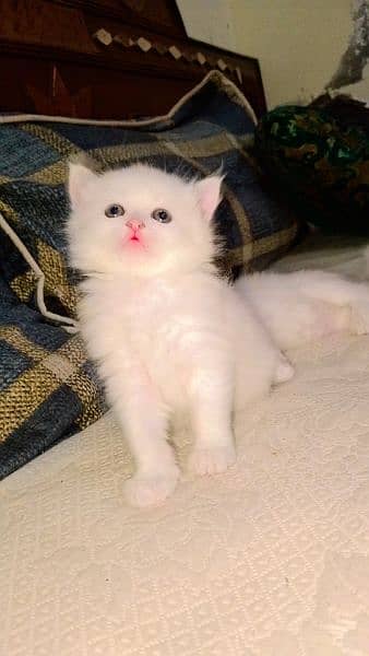 white persion cat with Grey eye cash on delivery contect (03497053453) 1