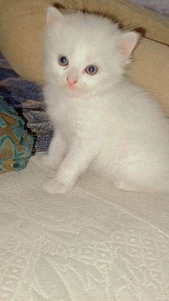 white persion cat with Grey eye cash on delivery contect (03497053453) 3