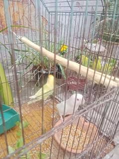Nail tail fly everything is ok healthy and active parrots for sale