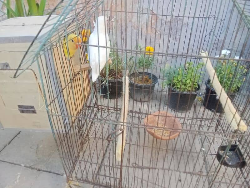 Nail tail fly everything is ok healthy and active parrots for sale 1