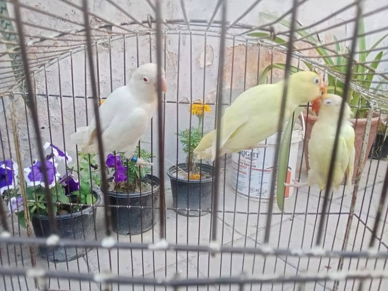 Nail tail fly everything is ok healthy and active parrots for sale 2