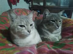 Turkish angora cat pair