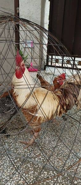 Hens for sale 0