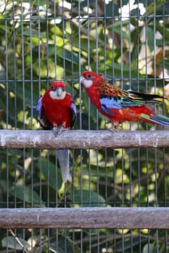 Rosella parrots