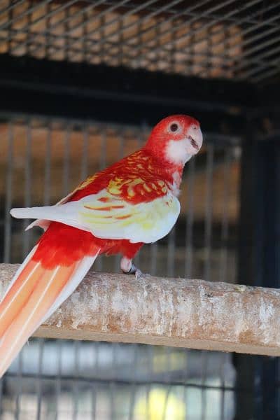 Rosella parrots 3