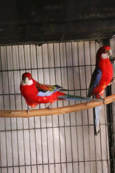 Rosella parrots 4