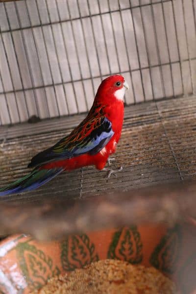 Rosella parrots 5
