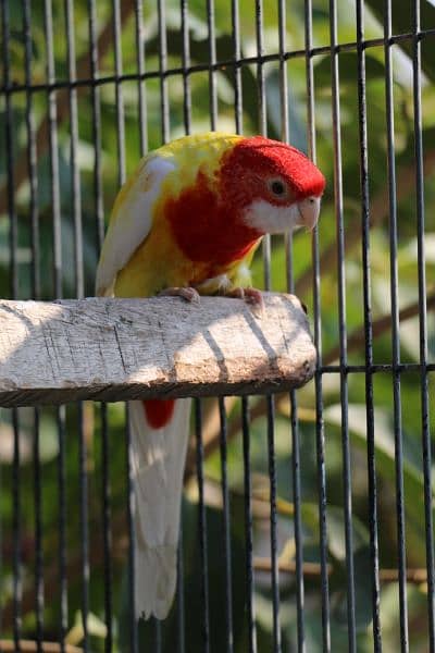 Rosella parrots 8