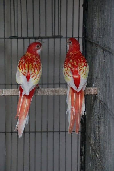 Rosella parrots 9