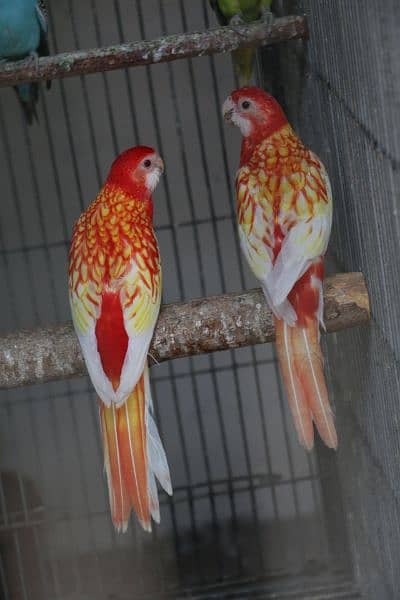 Rosella parrots 11
