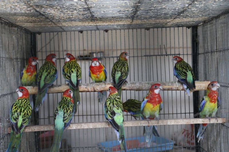 Rosella parrots 12