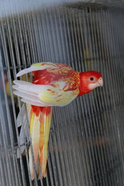 Rosella parrots 13