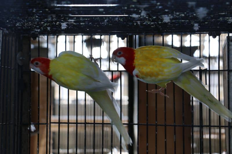 Rosella parrots 16