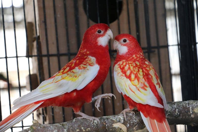 Rosella parrots 17