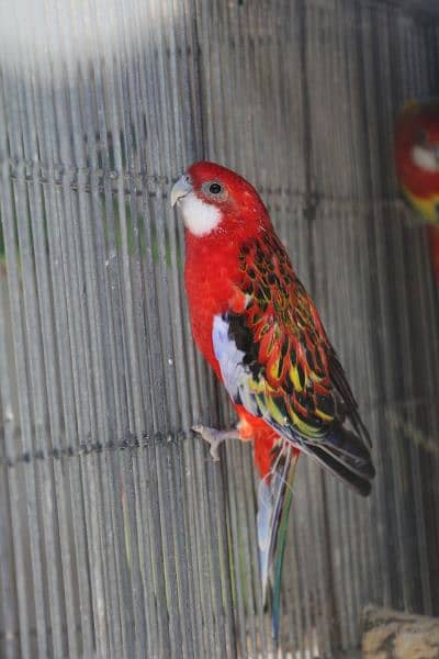 Rosella parrots 18