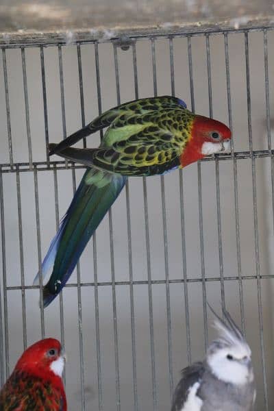 Rosella parrots 19