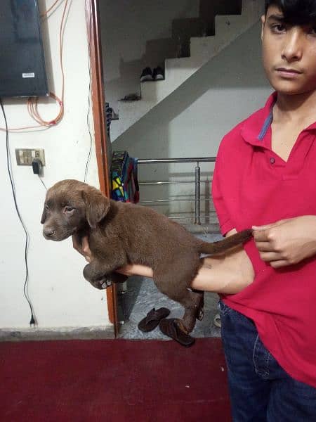 one puppy 28000,tow puppys female brown color 3 months active puppys 0