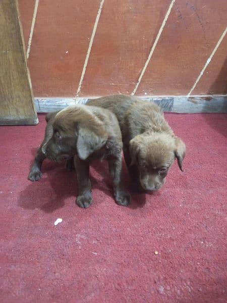 one puppy 28000,tow puppys female brown color 3 months active puppys 2