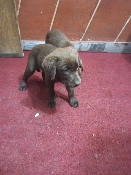 one puppy 28000,tow puppys female brown color 3 months active puppys 4