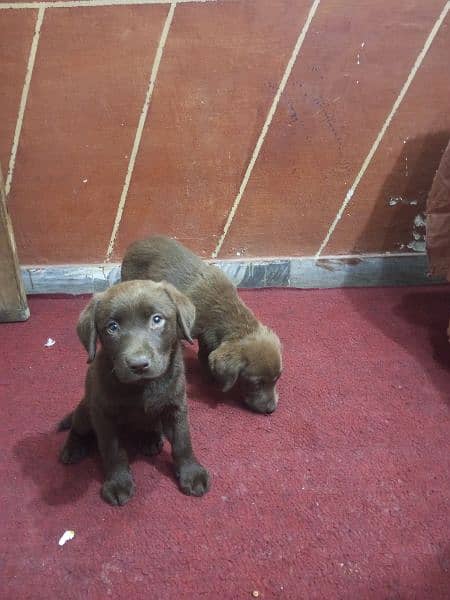 one puppy 28000,tow puppys female brown color 3 months active puppys 6