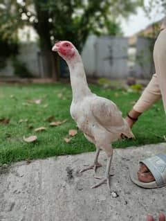 White Heera Aseel Hen for sale | egg laying hen for sale 0