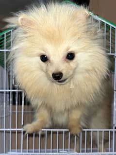 Pomeranian Dog 0