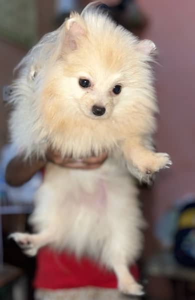 Pomeranian Dog 1