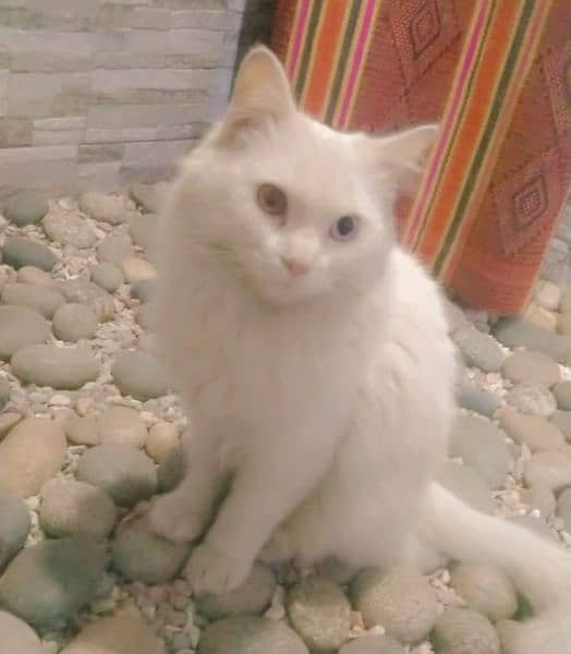 Persian male cat with odd eyes 1