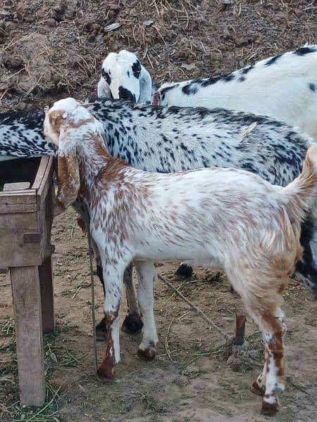goats for sale (qurbani) 1