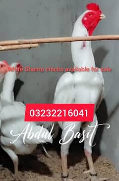 Oh Shamo white, Black and  ,ko shamo, Qandari chicks