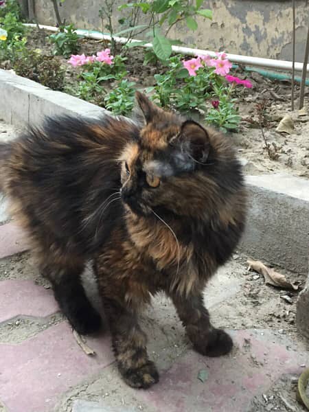 mix Persian cat 2