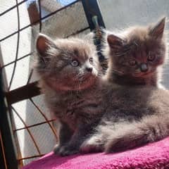 Persian kittens grey