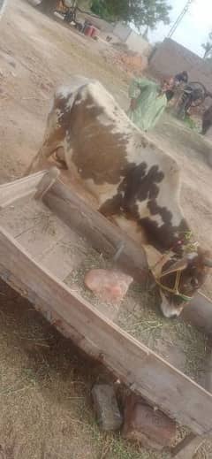 1 cow with female baby