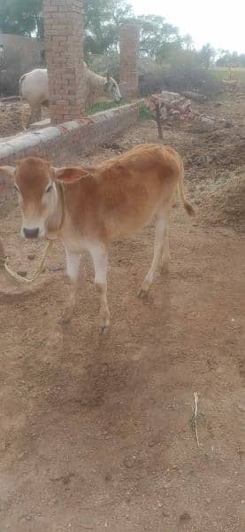 1 cow with female baby 1