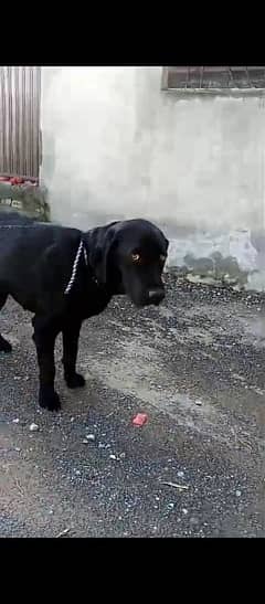 Labrador dog 0