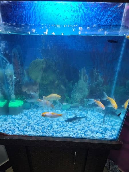 aquarium size 2x2 2