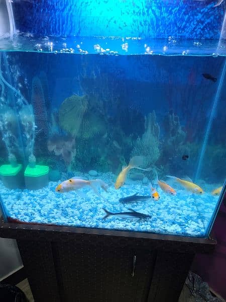 aquarium size 2x2 3