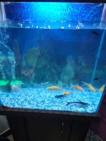aquarium size 2x2 4
