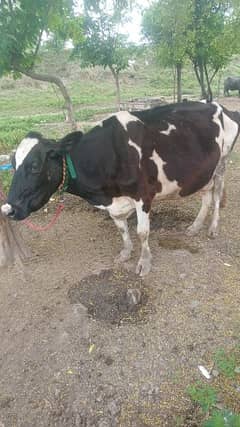 3 cows for sale with 3 babeis fresh calve