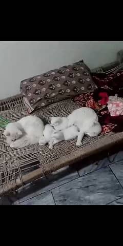 kitten persian cats kitten