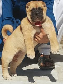 Kurdish Kangal dog 2 month male for sale heavy bones security dog