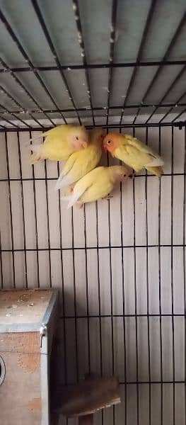 love birds || common lutino pathy available for sale 3 month plus age 0