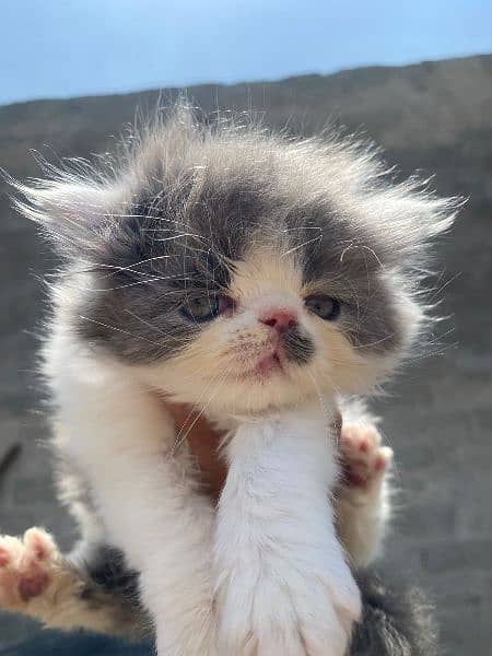 peke face Male  kitten for sale 0