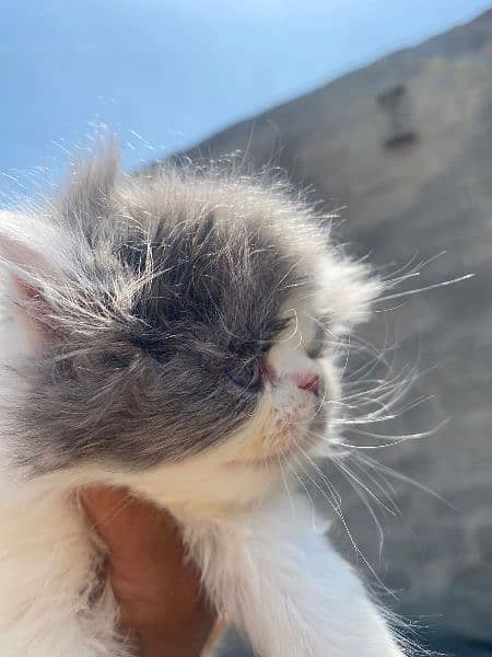 peke face Male  kitten for sale 1