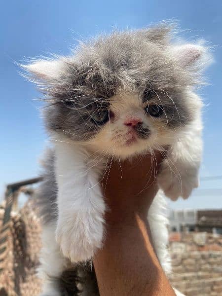 peke face Male  kitten for sale 3