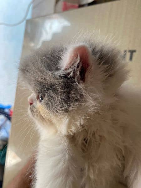 peke face Male  kitten for sale 5