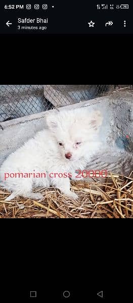 Russian female age 2saal pomerian cross puppia age 2-15 din 10